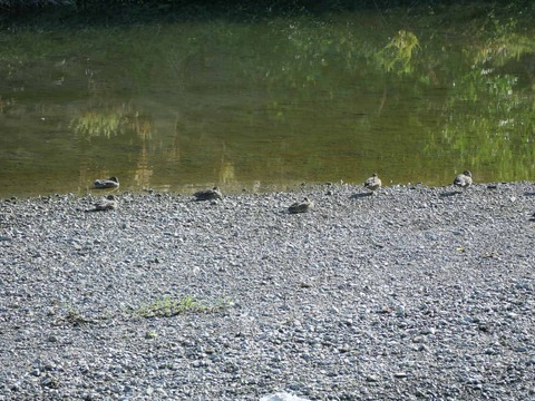 20251002コガモ (4)