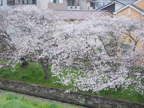 20260331桜 (203)