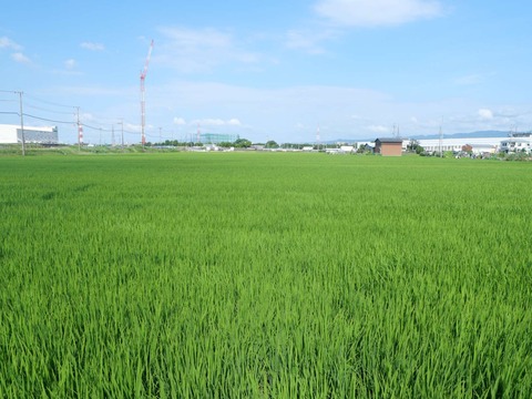 20240801稲 (1)