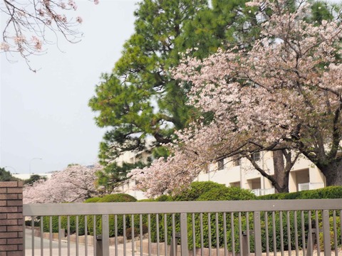 20230402桜 (2)