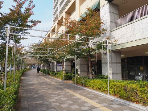 20231108アクトアモーレイルミ (2)