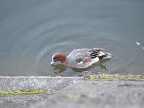 20251213芥川カモ (4)