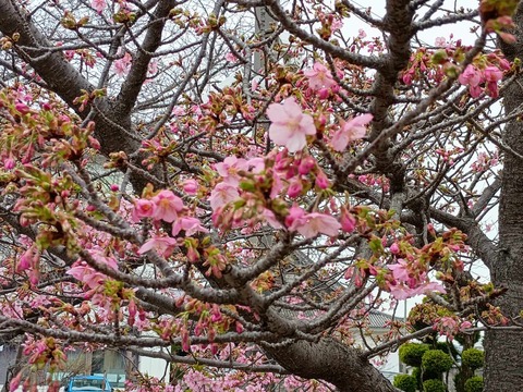 20260227河津桜 (24)