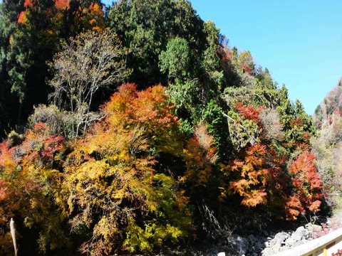 20241207府道6号紅葉 (12)