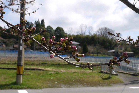 20200329sakura20