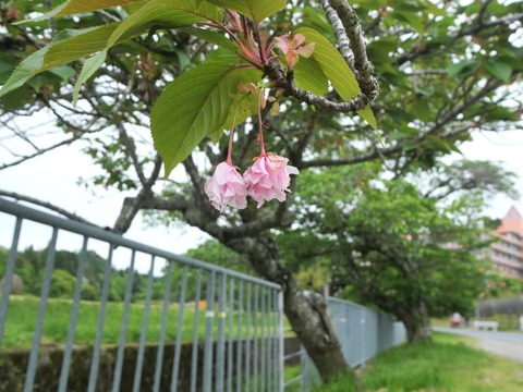 20260510樫田八重桜 (2)