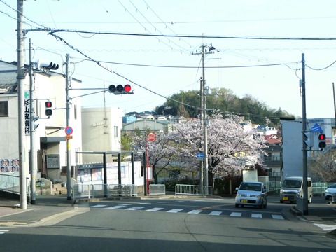 20250409桜 (1)