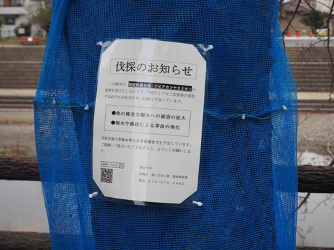 20240217芥川桜堤 (2)