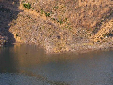 20230223安威川ダム (25)