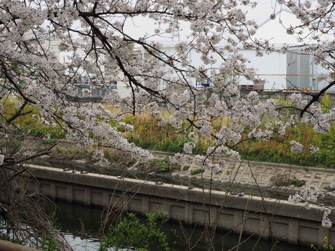 20230325玉川沿い桜 (1)