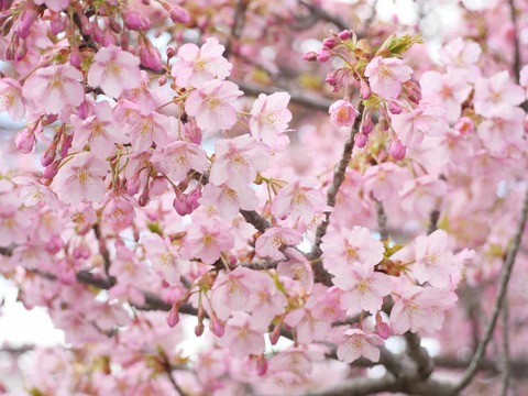 20250317河津桜 (16)