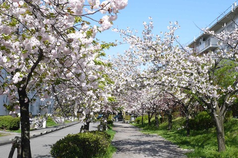 20200414sakura7