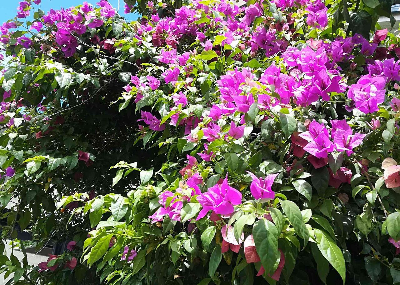 高槻の街かどで今年も咲いているこの花は何 ハナミズキのように葉っぱが色づくのが特徴 19年 高槻network新聞