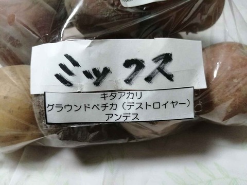 202200908じゃがいも (4)