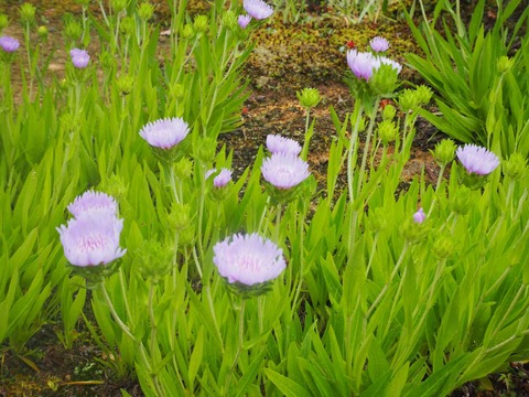 20220611安威川ダム_大門寺 (32)