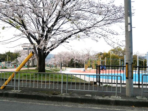 20250408桜 (64)