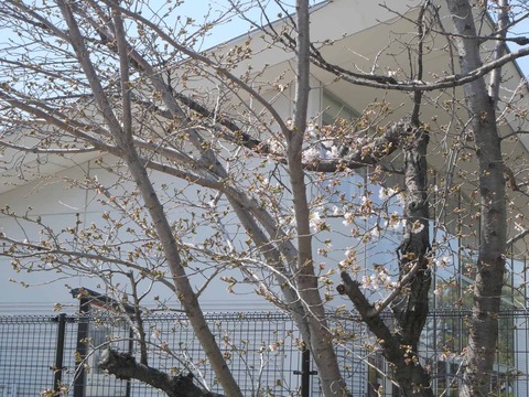 20260324桜 (28)