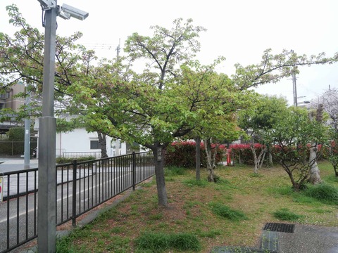 20260401富田桜 (2)