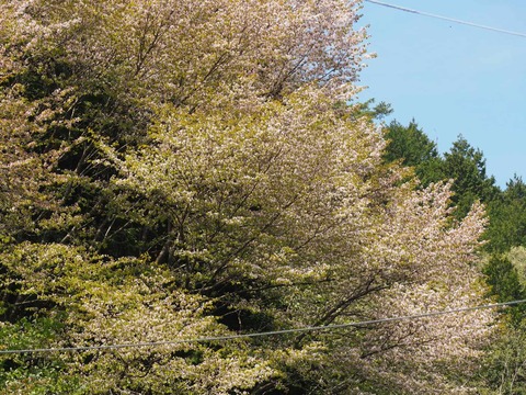20250427樫田桜 (41)