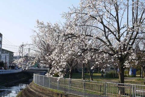 柳川沿いで咲いてきた 遠くから見ると桜のようだが その名はコブシ ハクレンのような花 年 高槻network新聞