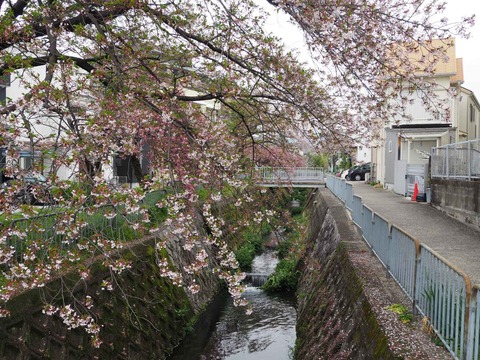 西真上 (9)
