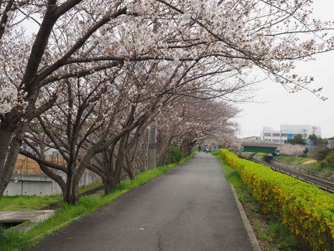 20230325玉川沿い桜 (15)