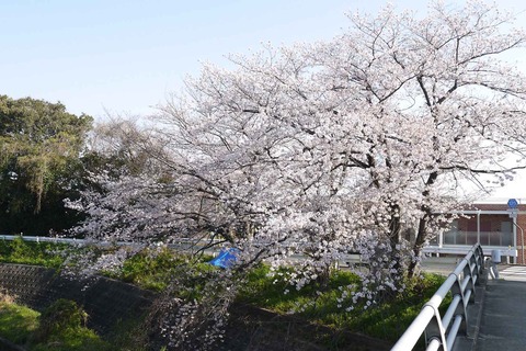 20200404sakura6