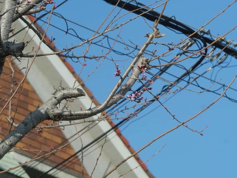 20260317商工会議所前 (5)