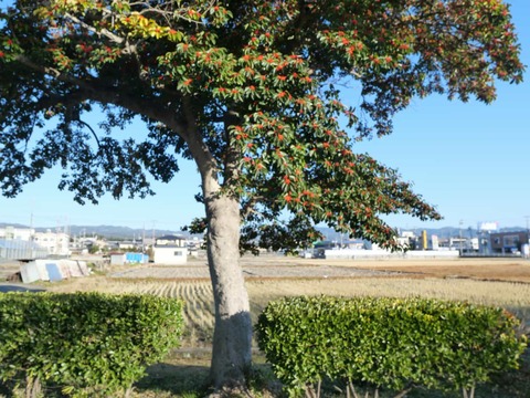 20250102郡家素戔嗚尊神社 (5)