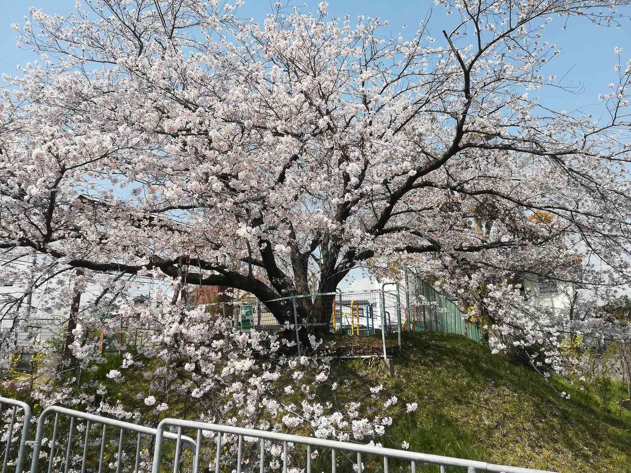 真上町の桜 Jtの桜 筒井池のしだれ桜 番田水路横の桜のトンネル 19年4月8日時点 高槻network新聞 真上町の桜 Jtの桜 筒井池のしだれ桜 番田水路横の桜のトンネル 19年4月8日時点 高槻network新聞