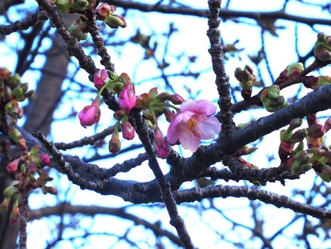 20240218河津桜 (2)