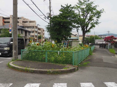 20220716ひまわり (3)