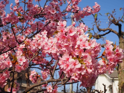 20230311河津桜 (6)