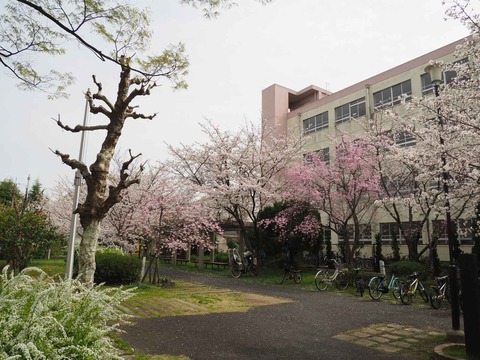 20230325玉川小学校 (2)