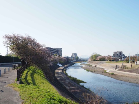 20230410桜 (2)