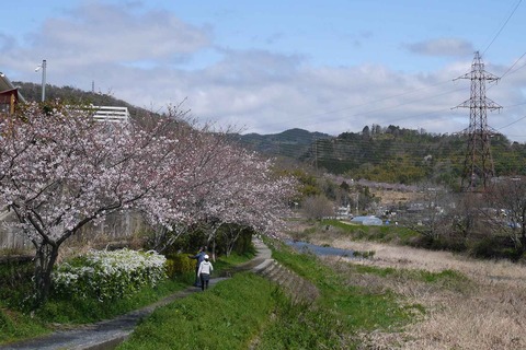 20200329sakura1