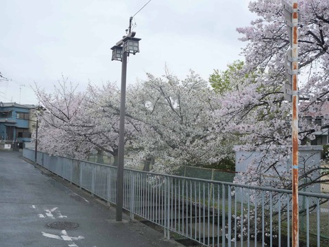 20260401富田桜 (18)