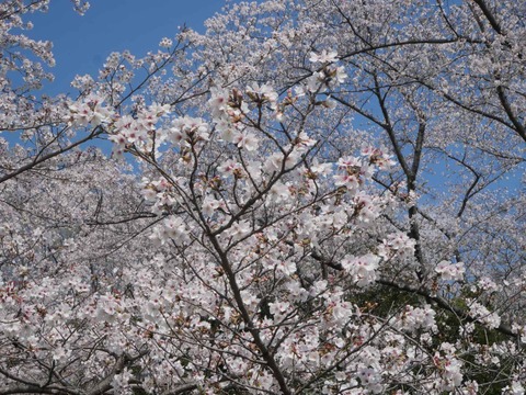 20260403桜 (27)