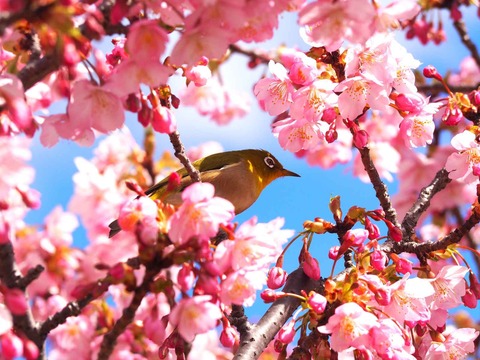 20240302筒井池公園 (8)