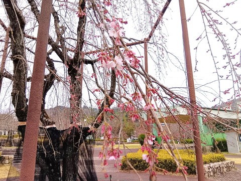 20250324さくら公園 (4)