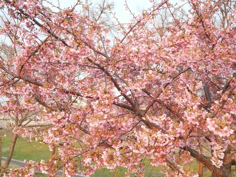 20250321今城河津桜 (9)