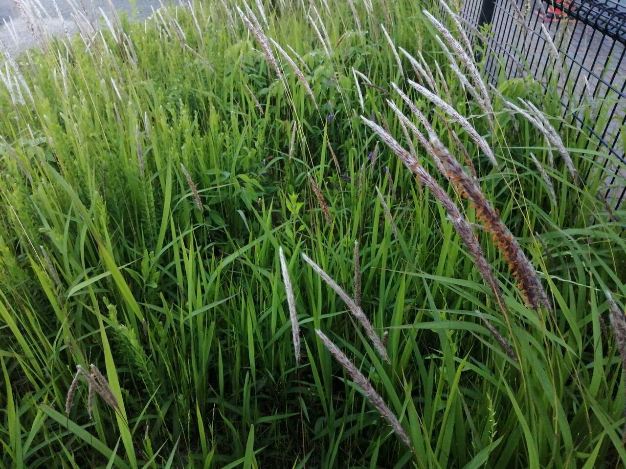 高槻の街かど 金色に光るチガヤの穂が見られる 22年 高槻network新聞