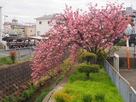 20240417桜 (20)