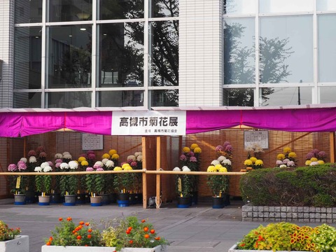 20231109菊花展 (3)