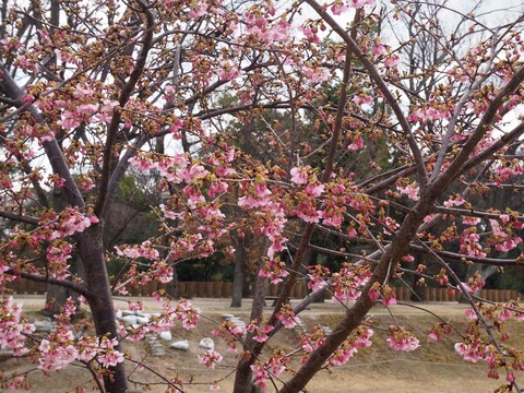 20230303河津桜今城 (4)