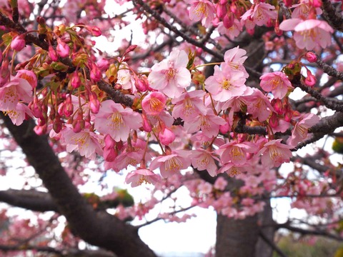 20240302筒井池公園 (5)