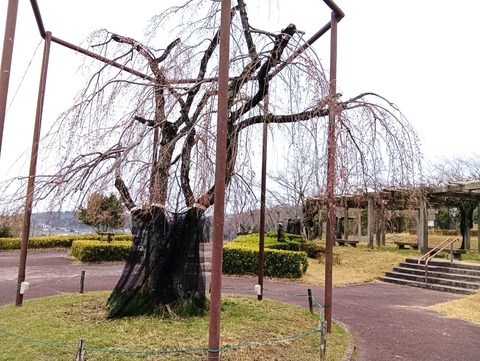 20250324さくら公園 (6)