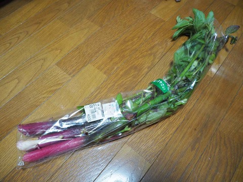 20230507山ウド (14)