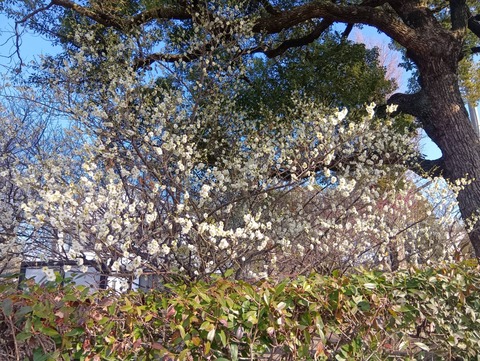 20260204しろあと梅 (4)