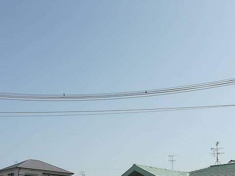 20230413つばめ (3)